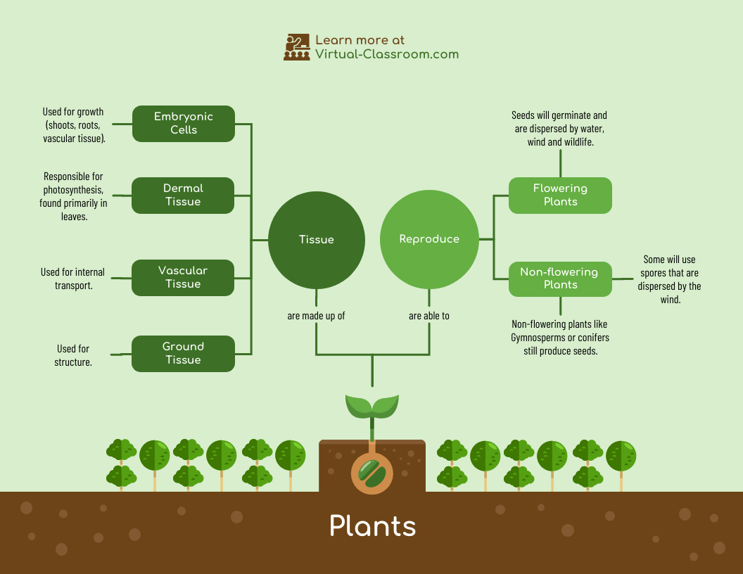 concept map example