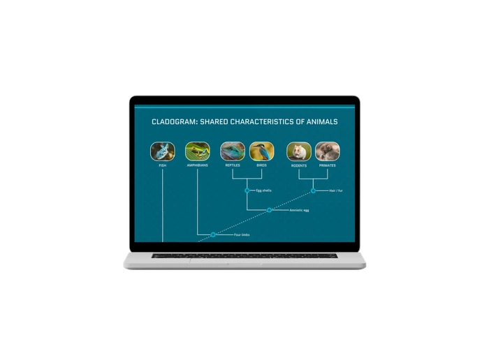 cladogram diagram templates