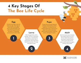 premium  Template: Lifecycle of a Bee Infographic Template