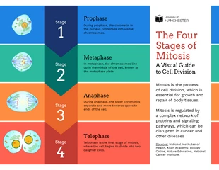 business  Template: Four Stages of Mitosis Cell Division Infographic Template