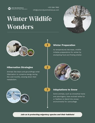 Free  Template: Winter Wildlife Wonders Infographic Template