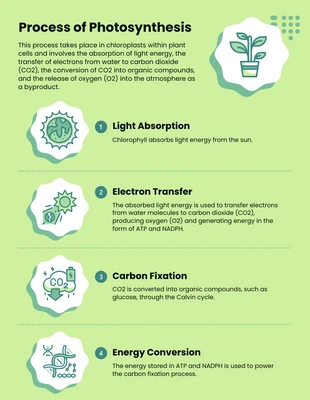 premium  Template: Photosynthesis Process Biology Infographic Template