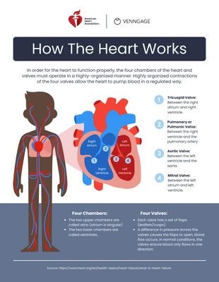 Free  Template: How Heart Works Medical Infographic Template