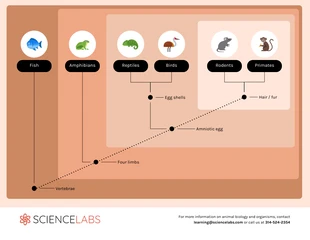 Free  Template: Visual Cladogram of Animals Diagram Template