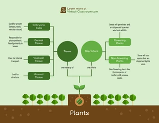 premium  Template: Plants Biology Concept Map Template