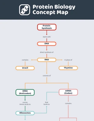 premium  Template: Protein Biology Concept Map Template