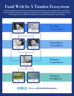 business  Template: Food Web In A Tundra Ecosystem Diagram Template