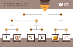 premium  Template: Dichotomous Key Example Diagram Template