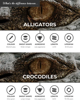 Free  Template: Alligators vs Crocodiles Comparison Infographic Template