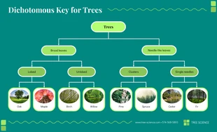 premium  Template: Dichotomous Key for Trees Diagram Template