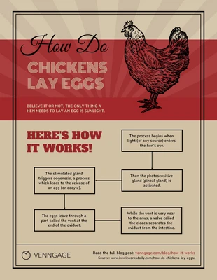 Free  Template: How Do Chickens Lay Eggs Flowchart Diagram Template