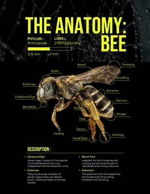 Free  Template: Black and Light Green Insect Anatomy Poster