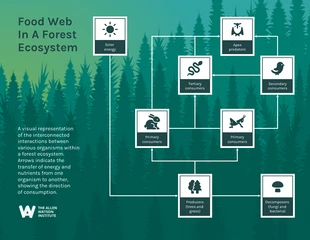 business  Template: Food Web In A Forest Ecosystem Example Diagram Template