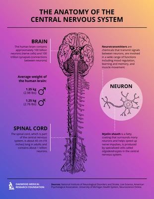 business  Template: The Anatomy of the Central Nervous System Infographic Template