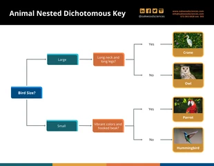 Free  Template: Animal Nested Style Dichotomous Key Template