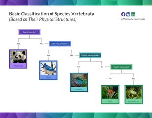 Free  Template: Dichotomous Key for Animals Diagram Template