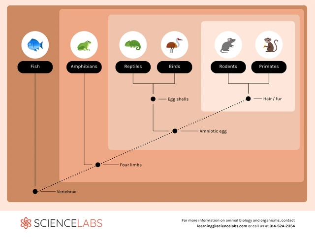 Visual Cladogram of Animals template