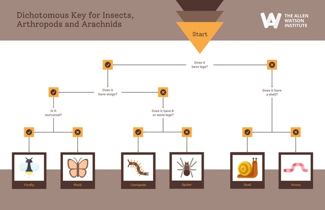 Editable Dichotomous Key Examples template