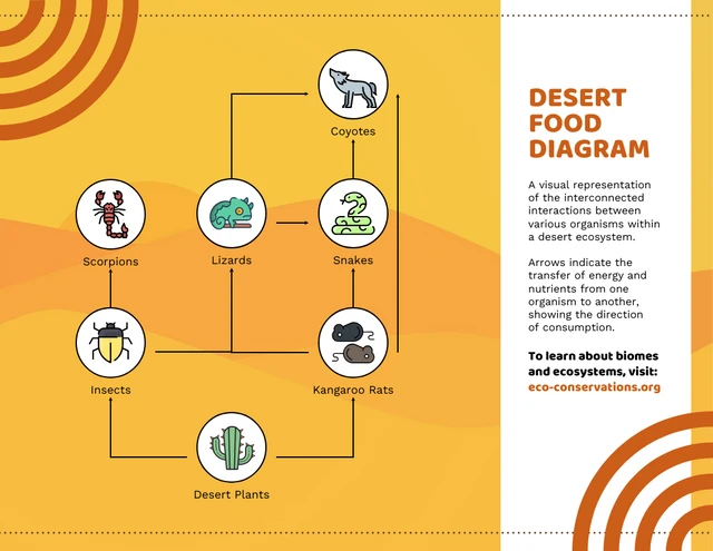 Food Web In A Desert Ecosystem Examples Template