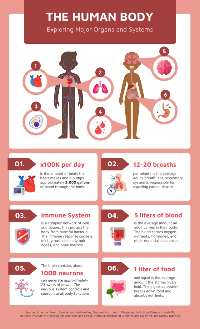 The Human Body: Exploring Major Organs and Systems