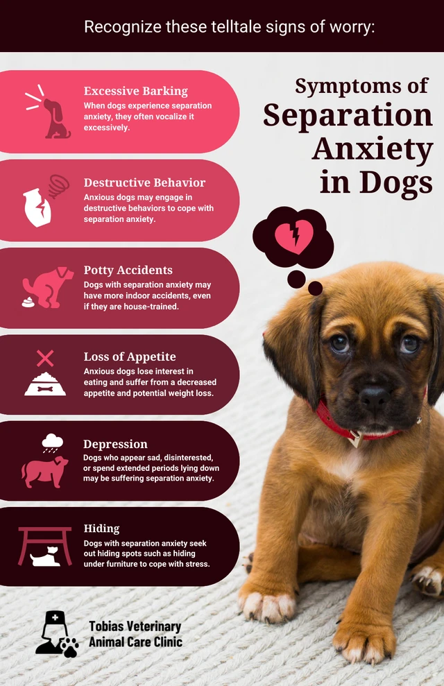 Symptoms of Separation Anxiety In Dogs Template