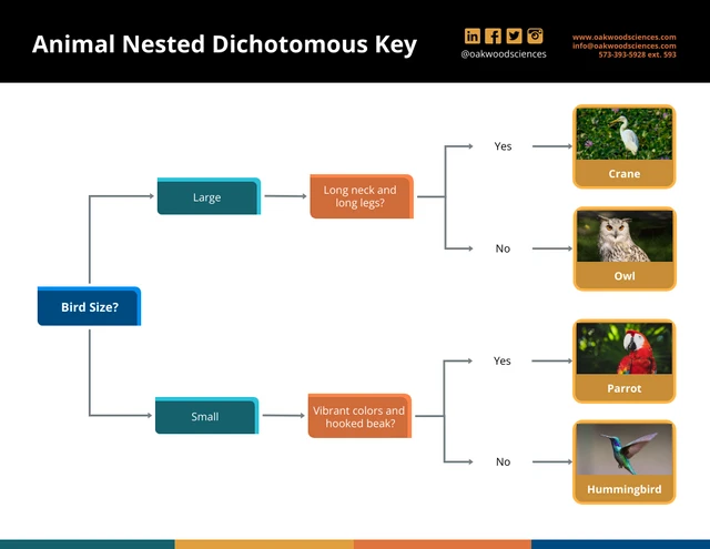 Dark Animal Nested Style Dichotomous Key template