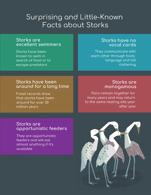 Infographic on Fun Fact About Stork Poster Template
