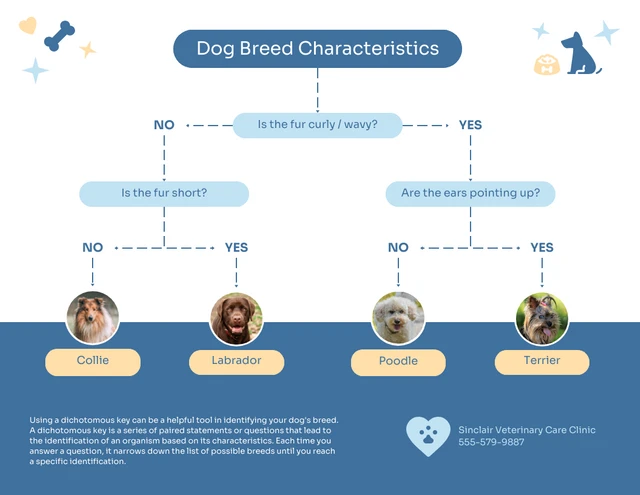 Free Dichotomous Key Example template