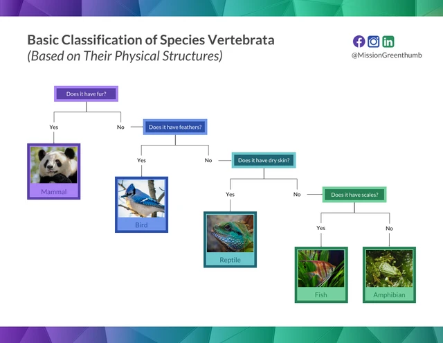 Dichotomous Key for Animals template